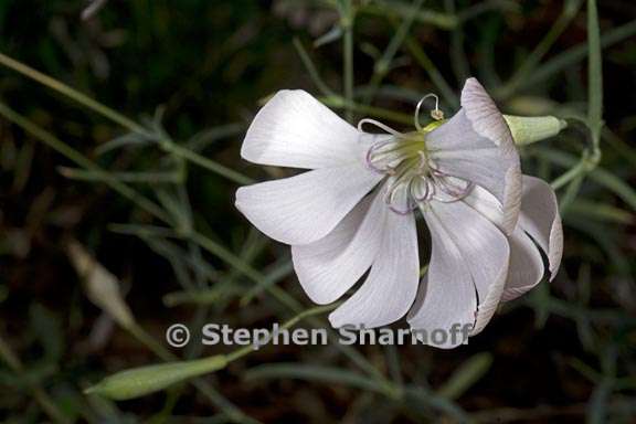 silene swertiaefolia 3 graphic